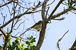 Thumbnail for File:Hutton's vireo (48105887001).jpg