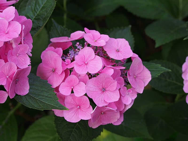 File:Hydrangea macrophylla 'Messalina' Hortensja ogrodowa 2016-07-23 01.jpg