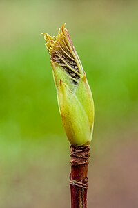 Hydrangea petiolaris (klimhortensia), 05-03-2024. (actm.) 01