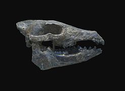 Hyotherium major, Skull.