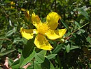 Hypericum roeperianum Flower.jpg