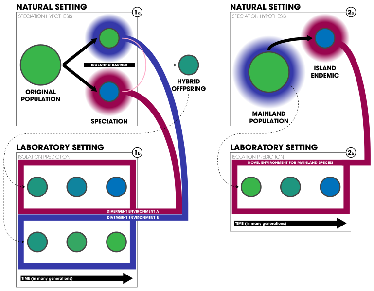 File:Hypothetical experimental tests for ecological speciation from environmental differences.svg