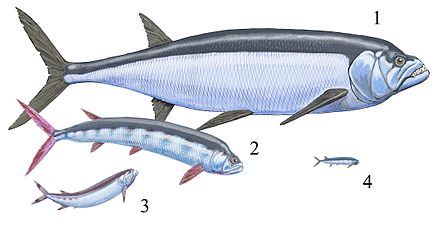 Мел рыба. Рыба Xiphactinus. Xiphactinus Audax. Ксифактин. Костистая рыба ихтиодектида.