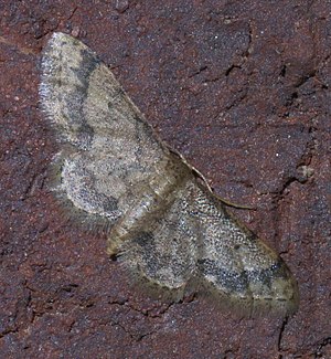 Idaea celtima P1300133a.jpg