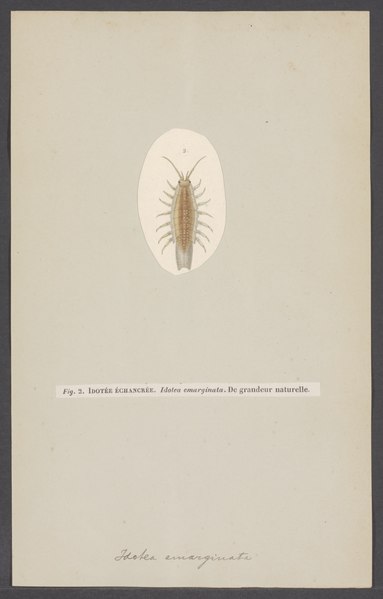 File:Idotea emarginata - - Print - Iconographia Zoologica - Special Collections University of Amsterdam - UBAINV0274 006 03 0027.tif