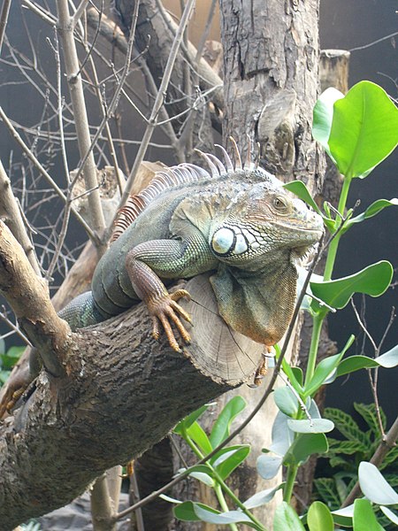 File:Iguana iguana, Zoo de Vincennes 06.JPG