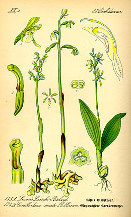 Dvilapis purvuolis (Liparis loeselii)