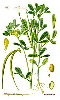 Fenugreek Species of flowering plant