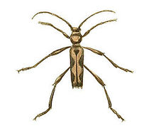 Egzotik Entomoloji Resimleri Clytus Longipes.jpg