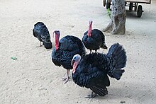 Indian Turkey Bird (domestique) .JPG