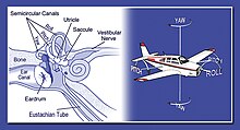 Inner ear with semicircular canals shown, likening them to the roll, pitch and yaw axis of an aircraft Innernvestib.jpg