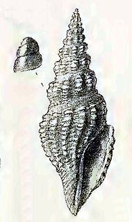 <i>Inquisitor insignita</i> Species of gastropod