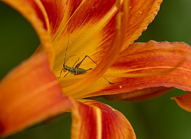 Insect inside orange day-lily (Hemerocallis fulva) at Spohr Gardens, Falmouth, Massachusetts, US