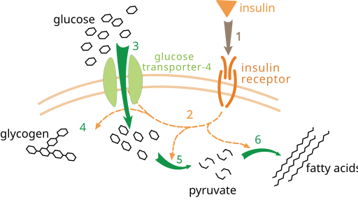 Insulin glucose metabolism ZP