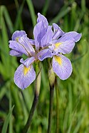 Iris virginica L JdP 2013-05-28 n02.jpg