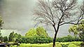 Islamabad tree Nilore.jpg