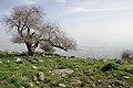 Israel Hiking Map ספרית שביל ישראל.jpeg