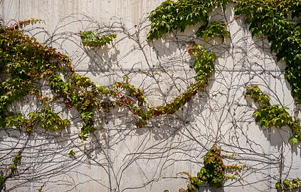 Ivy (Hedera helix) on a wall, Riva promenade, Split, Croatia