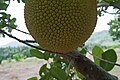 Jackfruit, Koh Chang, Thailand.jpg