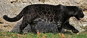 Jaguar (Panthera onca) Zoo Salzburg 2014 h (cropped).jpg