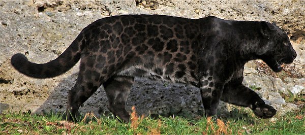 Dark coated jaguar with visible rosettes.