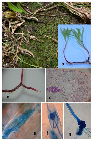 <i>Jensenia</i> Genus of liverworts