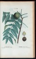 Juglans nigra - Noyer à fruits noirs. (Black walnut) (NYPL b14485031-1109296).tiff