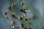 Juncus canadensis NRCS-002 3x2. jpg