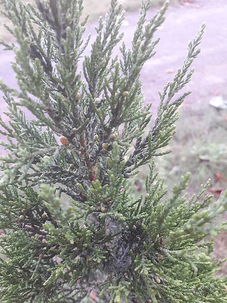 File:Juniperus chinensis at Akola1.jpg