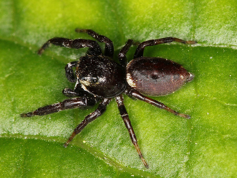 File:Kaldari Metaphidippus manni 01.jpg