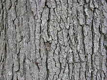 Bark of the Kentucky coffeetree Kentucky Coffee-tree Gymnocladus dioicus 3264px.jpg