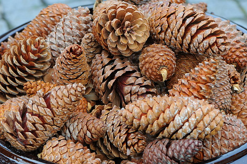 File:Kiefer Zapfen, Pine cones 08.JPG