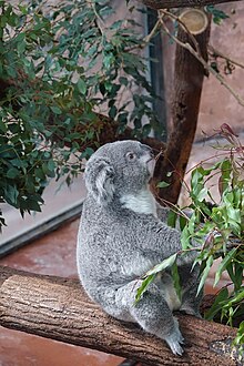 koala - Wikidata