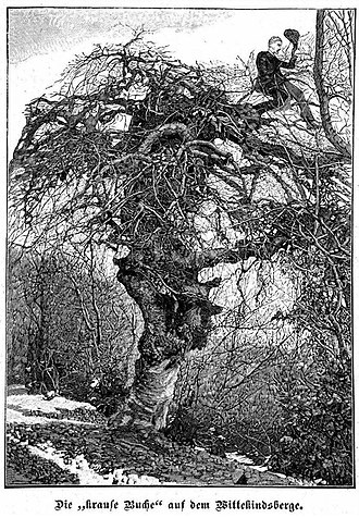 "Krause Buche" ("Ruffle Beech"), wood engraving from 1890. KrauseBuche1890.jpg