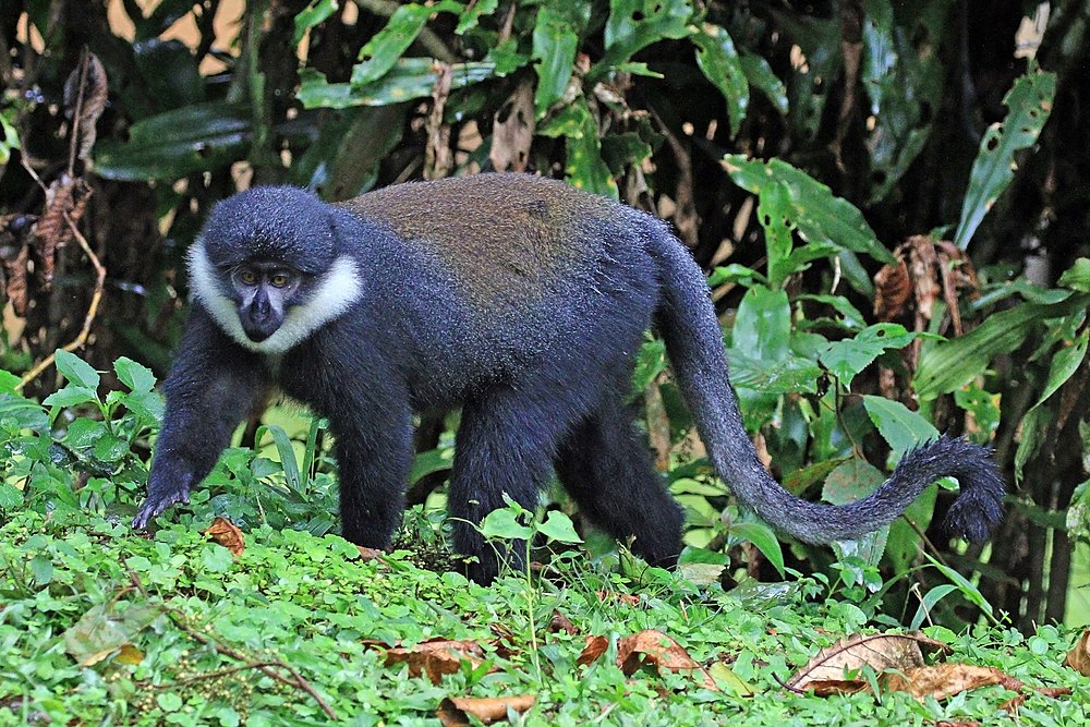 The average litter size of a L'Hoest's monkey is 1