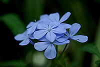 Plumbago auriculata