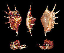 Lambis lambis (Common Spider Conch), Female Shell