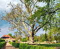 Ahornblättrige Platane Schlosspark Lampertswalde