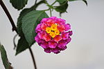 Lantana flower 2.JPG