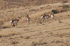 Las Cienegas