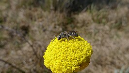 Lasioglossum lanarium