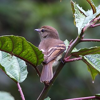 <i>Lathrotriccus</i> Genus of birds