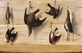 Laurent Geedts - Trompe l’oeil still life of birds hanging from nails against a wooden wall.jpg