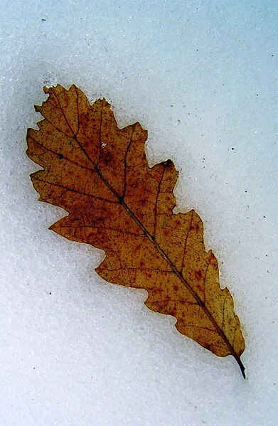 File:Leaf - panoramio - fabiolah.jpg
