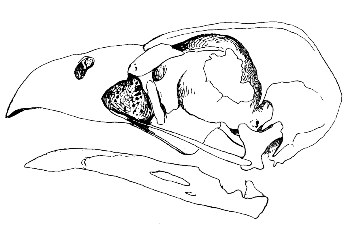 A origem do malacara - Cavalus