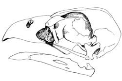 Left lateral view of skull and mandible of Caracara lutosa.png