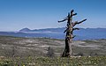 * Nomination Dead tree on the Legaire mountain pastures, surrounded by Narcissus sp.. Álava, Basque Country, Spain --Basotxerri 18:53, 18 June 2017 (UTC) * Promotion Good quality. --Poco a poco 19:03, 18 June 2017 (UTC)