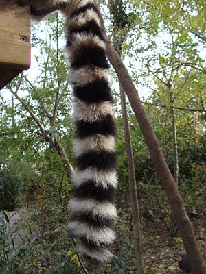 Lemur catta.007 - Faunia.JPG