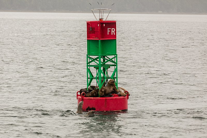 File:Leones marinos de Steller (Eumetopias jubatus), Juneau, Alaska, Estados Unidos, 2017-08-17, DD 20.jpg