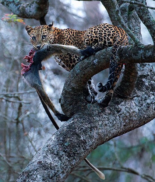 File:Leopard with monkey kill (cropped).jpg